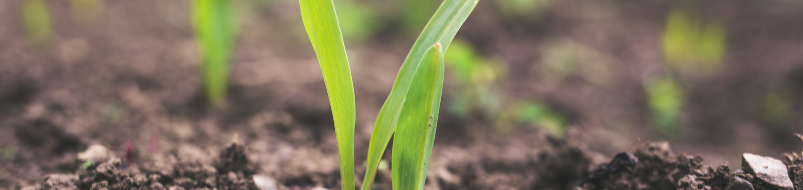 電商網(wǎng)站建設(shè)方案,電商網(wǎng)站設(shè)計(jì)方案